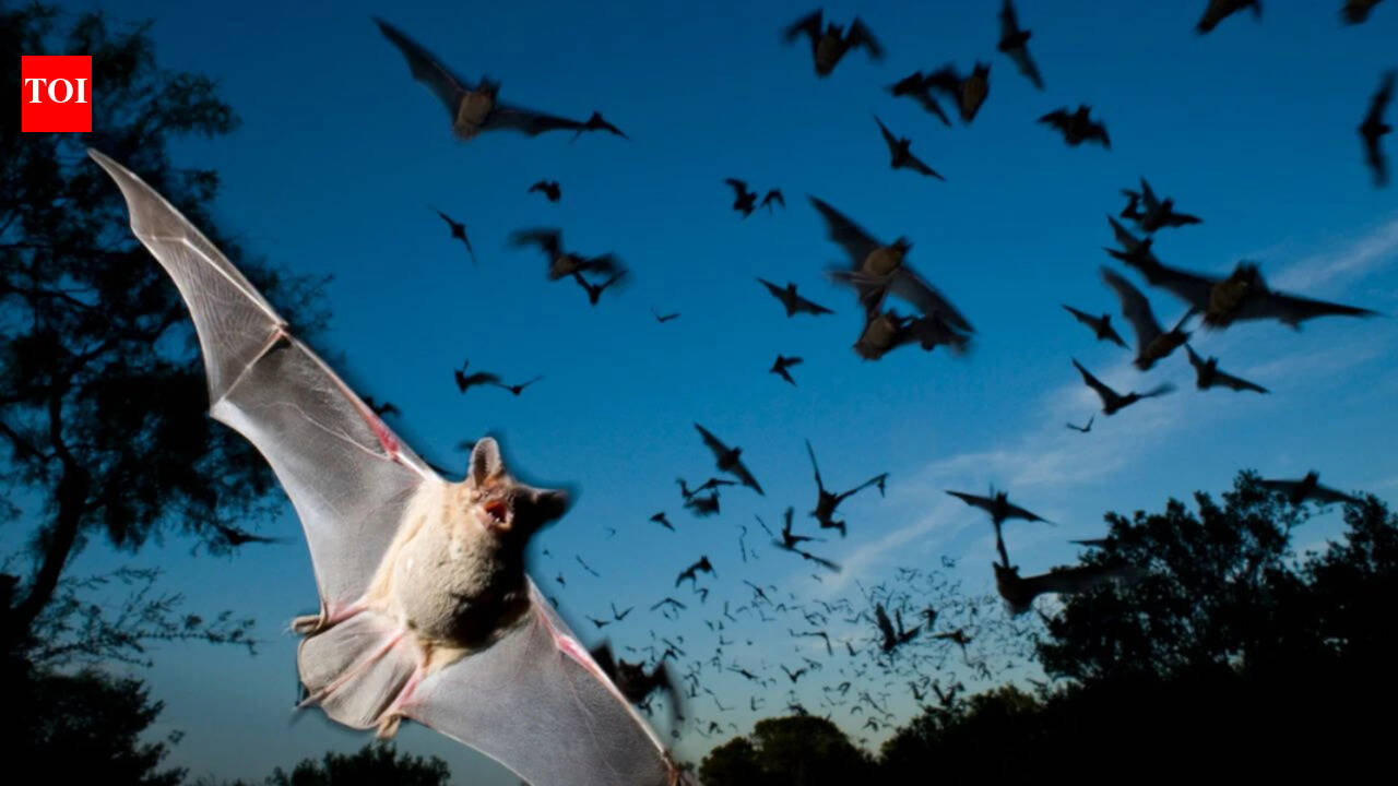 The Times of India image for Scientists found that Japanese horseshoe bats living together in crowded colonies solve a noisy sonar pro - The Times of India