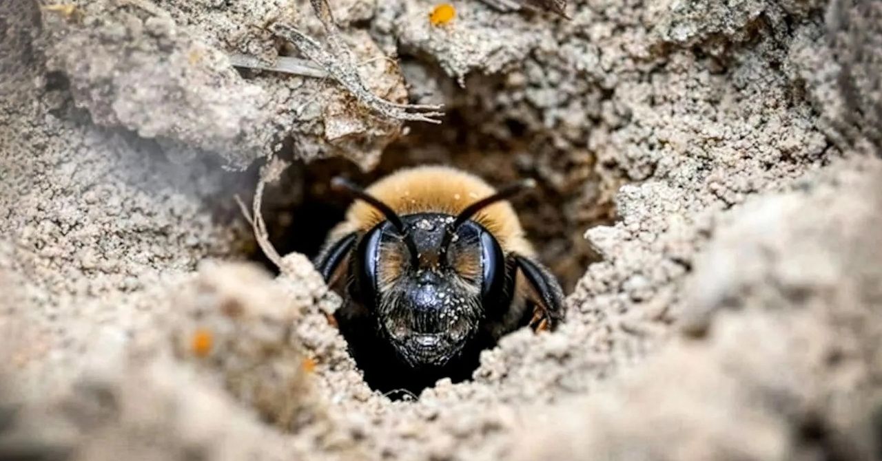 Wired image for Millions of Bees Have Thrived Under a New York Cemetery for More Than a Century - WIRED