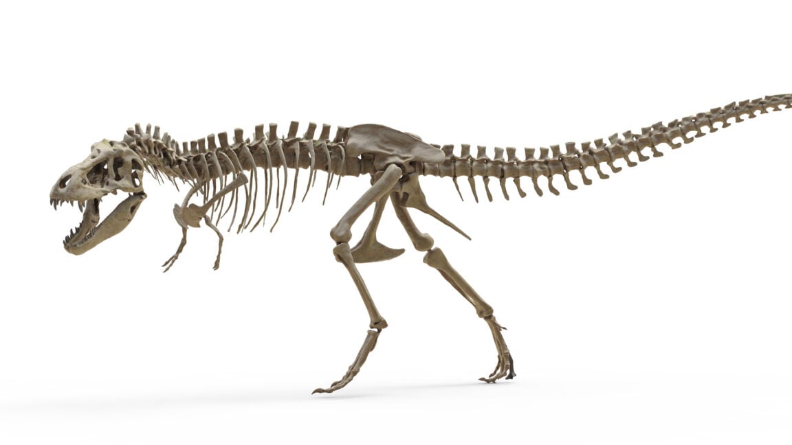 Ars Technica image for T. rex teeth indicate it ran as warm as an elephant - Ars Technica