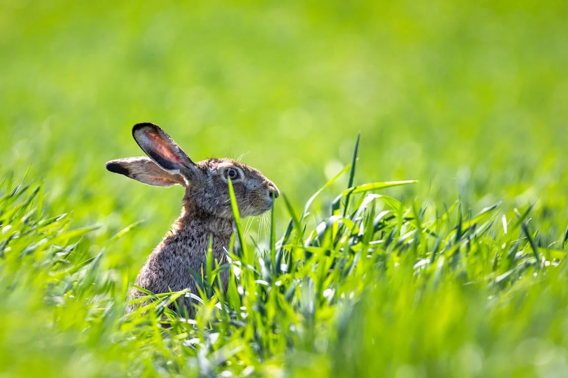 USA Today image for Rare disease linked to rabbits has Colorado health officials on alert - Yahoo