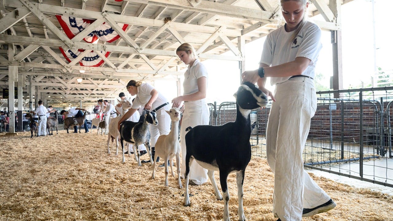 Fox News image for North Carolina warns mobile petting zoo visitors of rabies exposure after baby goats test positive - Fox News