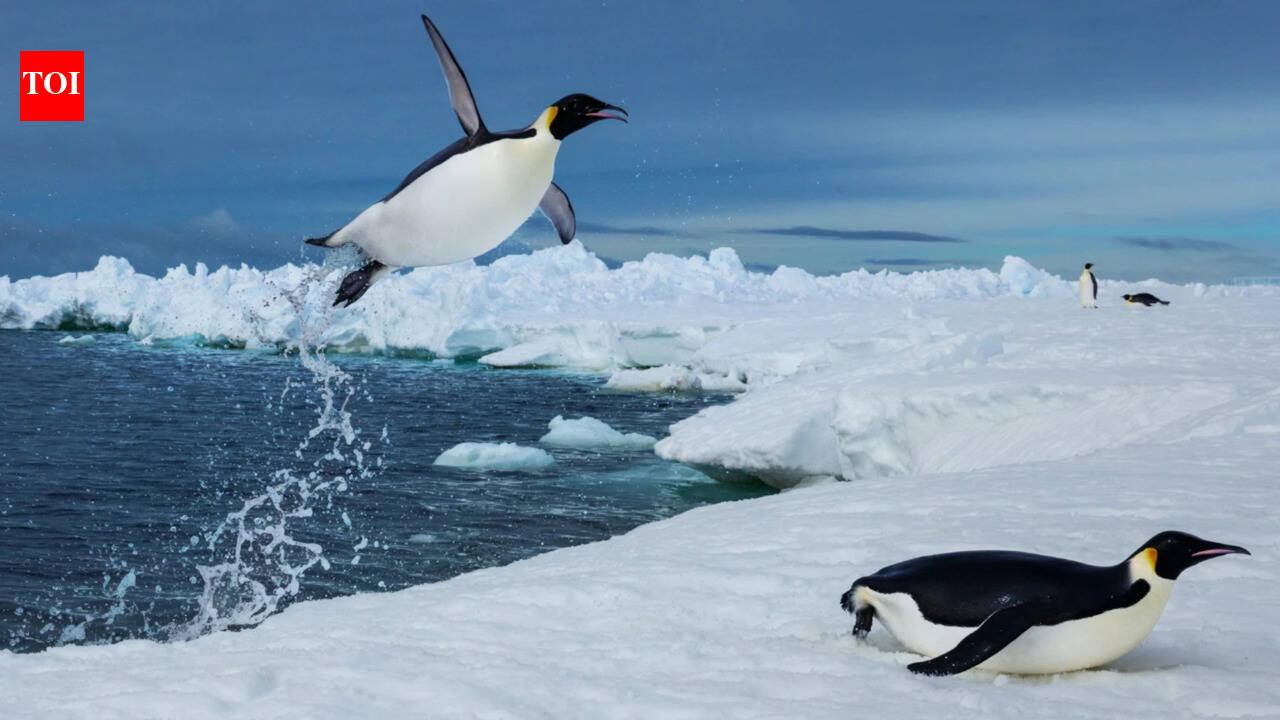 The Times of India image for Scientists tracked more than 6,000 penguin dives beneath Antarctic sea ice and found that prey may become - The Times of India
