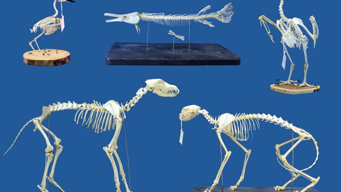 Ars Technica image for Superworms could replace beetles for cleaning skeletal remains - Ars Technica