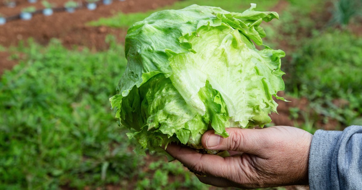 NBC News image for Cyclospora outbreak may have peaked in Michigan after lettuce recall - NBC News