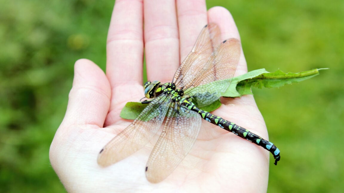 Ars Technica image for Explanation for why we don’t see two-foot-long dragonflies anymore fails - Ars Technica