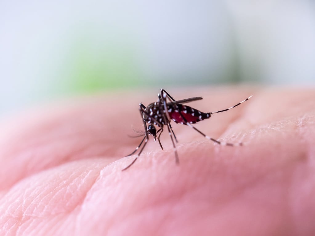 The Washington Post image for The simple trick that can stop a mosquito bite from itching - The Washington Post
