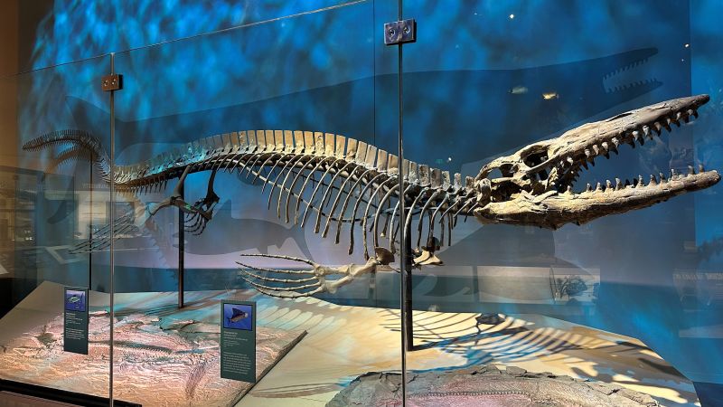 CNN image for Another T. rex debuts: A marine apex predator named Tylosaurus rex - CNN