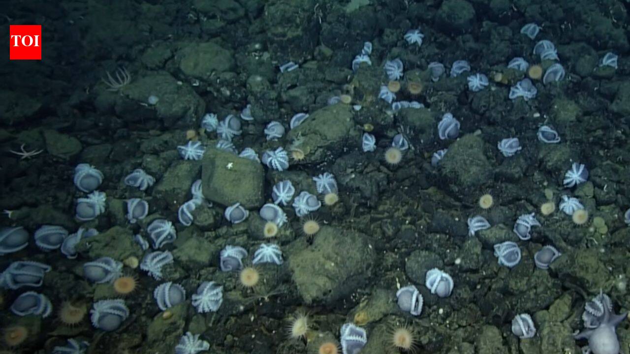 The Times of India image for Scientists discovered an underwater city of 20,000 octopus nests deep inside California coast; largest kn - The Times of India