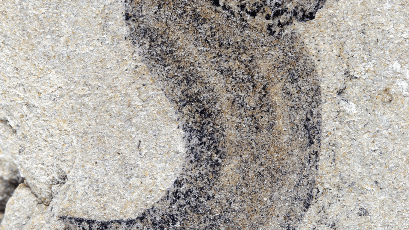 Ars Technica image for New fossil deposits show complex animal groups predating the Cambrian - Ars Technica