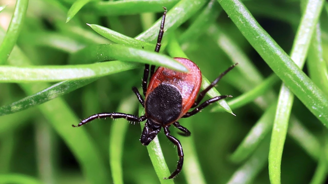 Fox News image for Rare tick-borne virus turns deadly fast as US cases reach record high, experts warn - Fox News