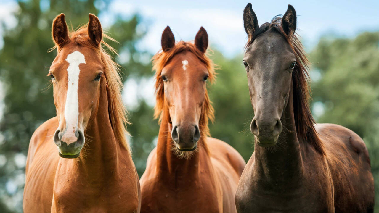 The Times of India image for Scientists showed horses silent videos of wolves and found their hearts raced even when they showed no obvious fear, raising new questions for riders and handlers - The Times of...