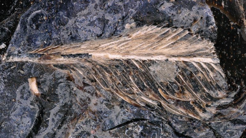 CNN image for A fossil feather preserved inside dinosaur poop could help explain why birds survived the mass extinction - CNN