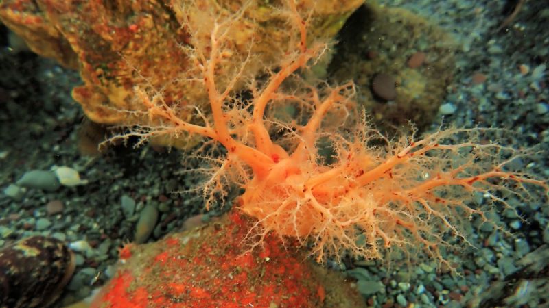 CNN image for Amputated sea cucumber parts show signs of ‘immortality,’ researchers say - CNN