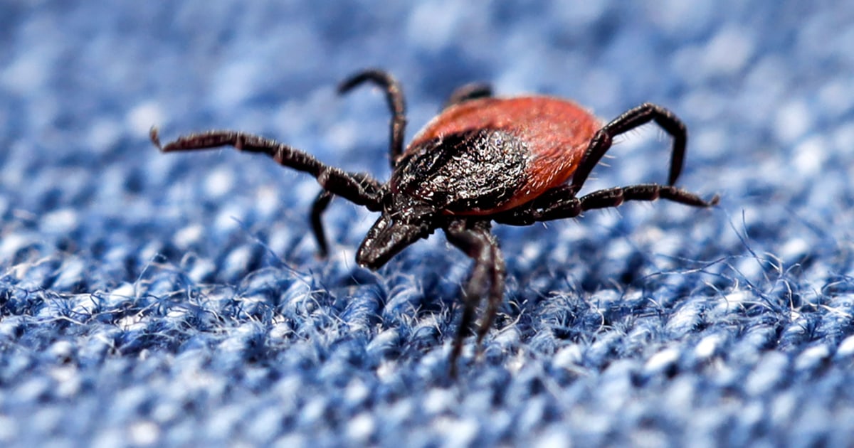 NBC News image for Ticks that cause Lyme and other diseases have migrated south. Are doctors ready? - NBC News