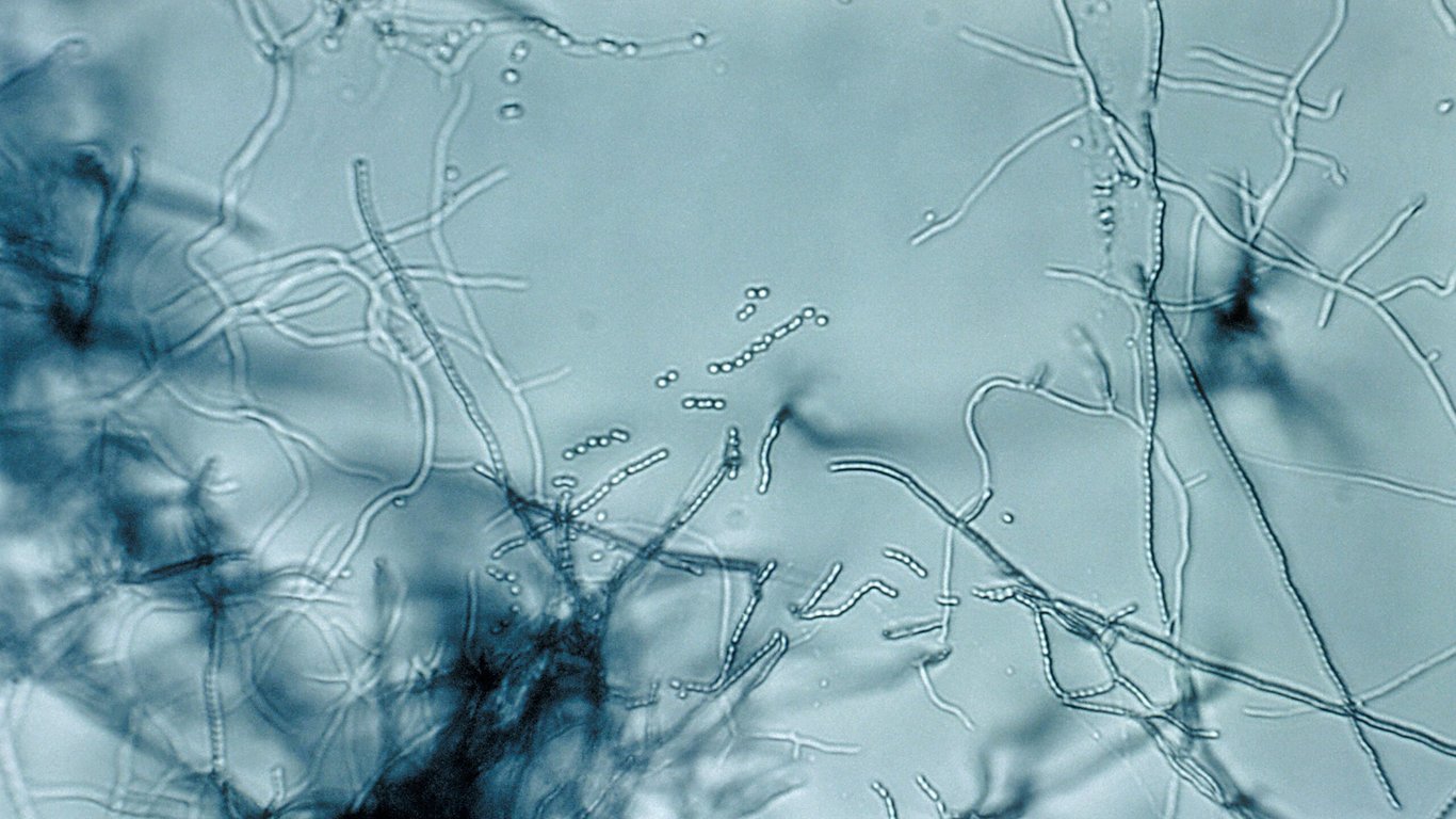 Ars Technica image for Antibiotic "megacluster" discovery provides new strategy to fight superbugs - Ars Technica