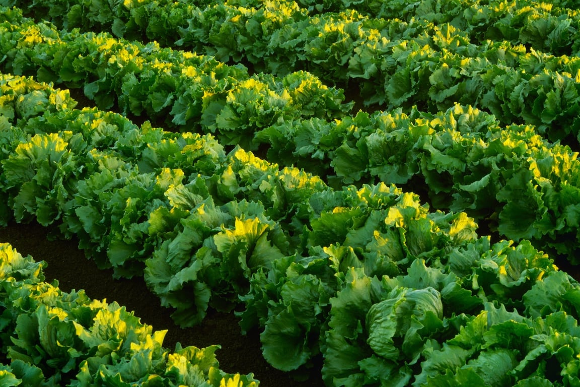 The Washington Post image for CDC, FDA link Taco Bell lettuce supplier to multistate cyclosporiasis outbreak - The Washington Post