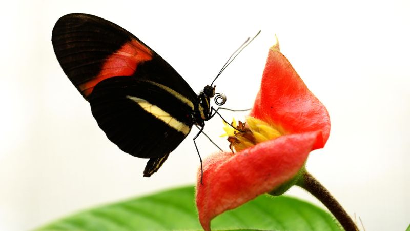 CNN image for Some tropical butterfly species have unlocked an evolutionary way to live longer - CNN