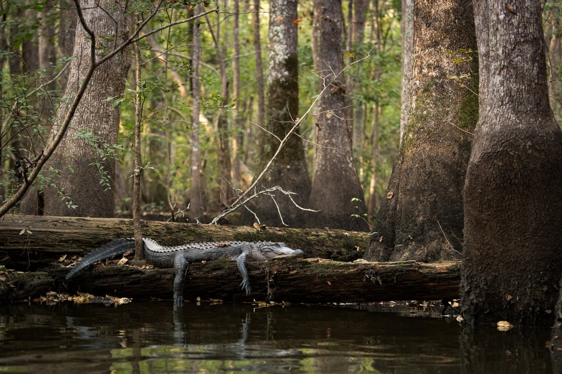 National Geographic image for Sunbathing | Nat Geo Photo of the Day - National Geographic