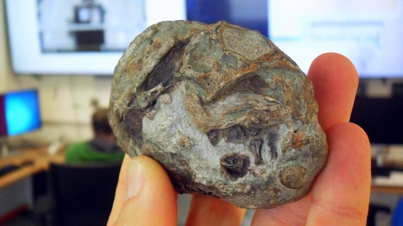 CNN image for This 250-million-year-old fossil proves mammal ancestors laid eggs - CNN