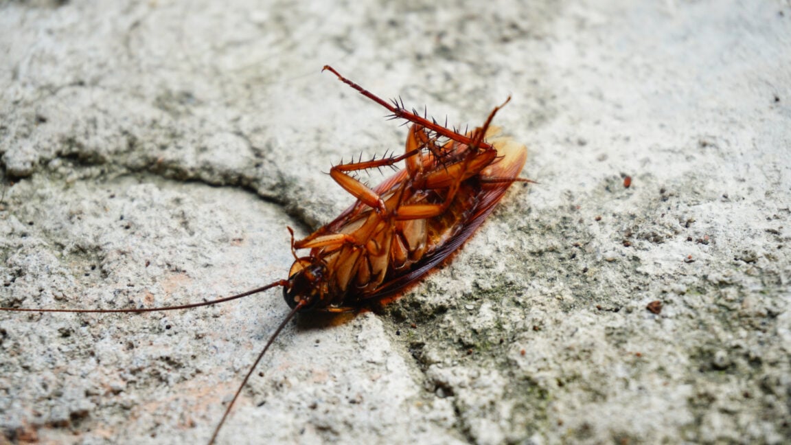 Ars Technica image for Cockroaches scurry around with thousands of pieces of bacterial genomes - Ars Technica