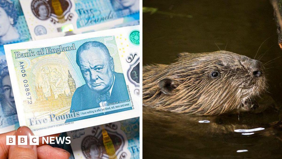BBC News image for Banknotes, beavers and a very British backlash