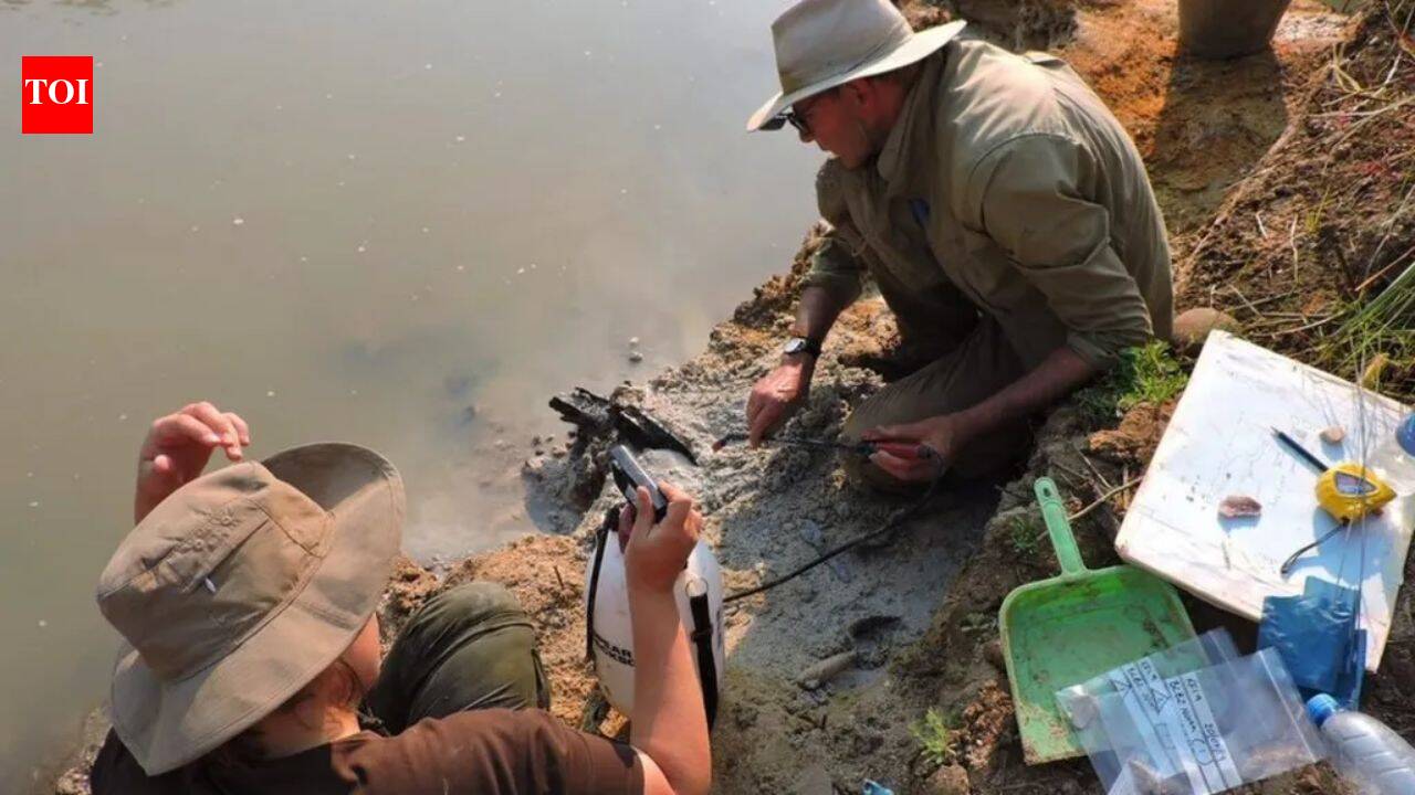 The Times of India image for A strange wooden log found beneath Zambia’s Kalambo Falls was dismissed for decades, then archaeologists - The Times of India