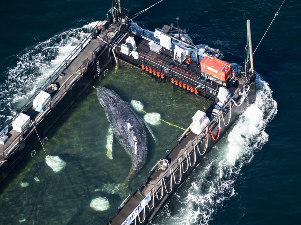 Al Jazeera English image for Timmy the humpback whale escapes to the North Sea - Al Jazeera