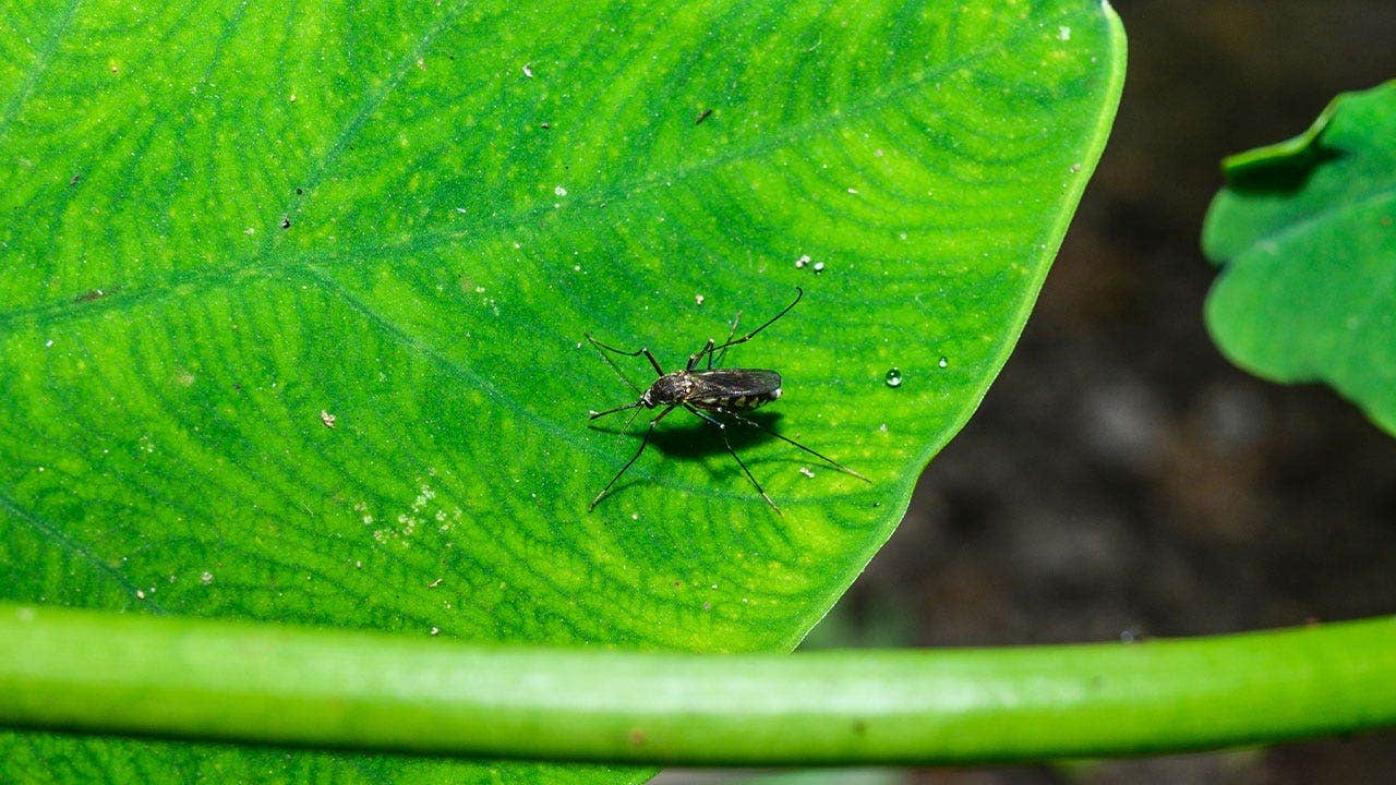 Fox News image for West Nile virus detected in southern state as health officials warn residents about mosquitoes - Fox News