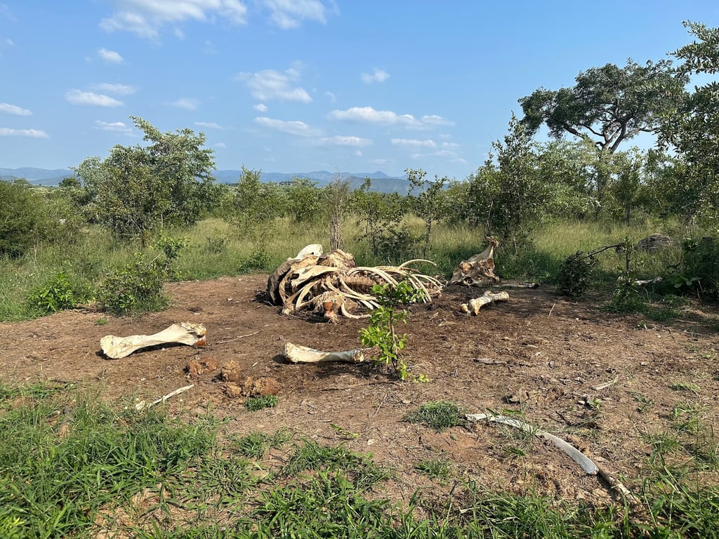 The Washington Post image for When an elephant dies, its body marks the landscape for a decade - The Washington Post