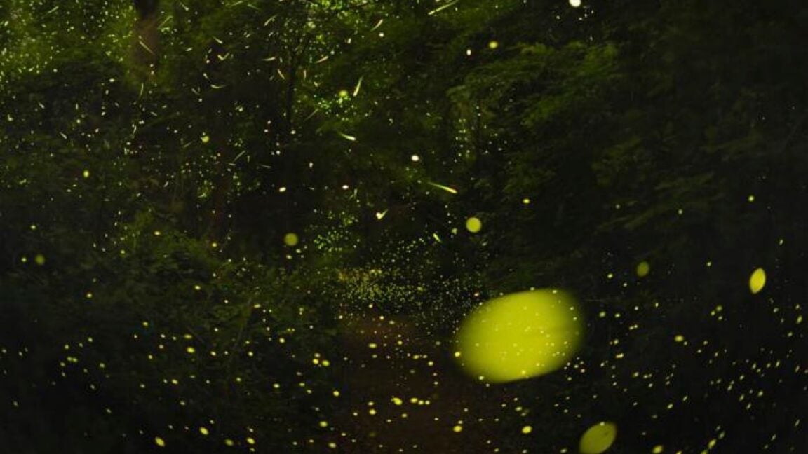 Ars Technica image for The science of how fireflies stay in sync - Ars Technica