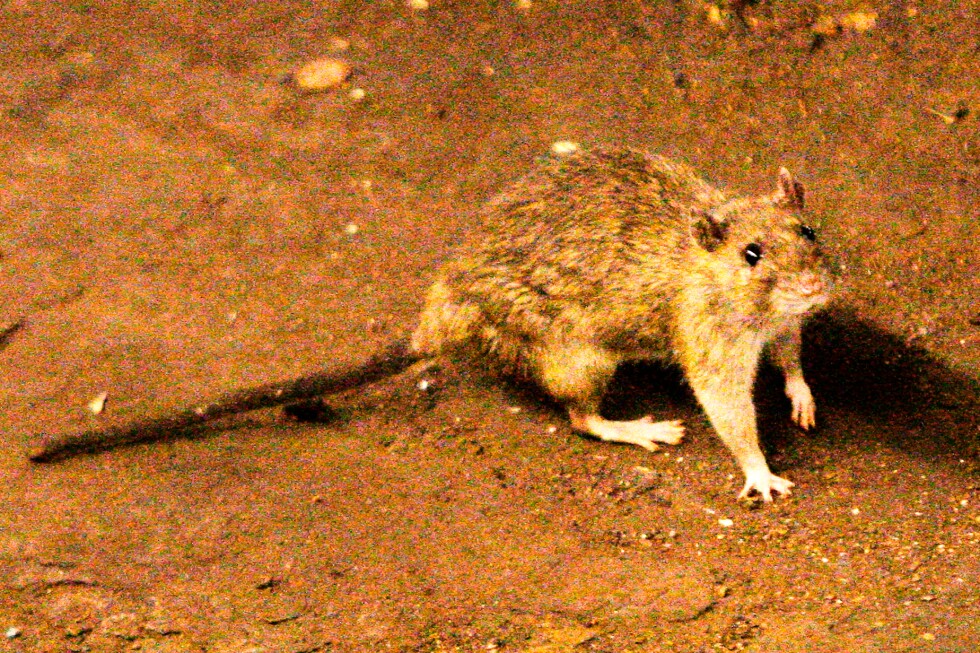 Associated Press image for What to know about hantavirus, the illness suspected in a cruise ship outbreak - AP News