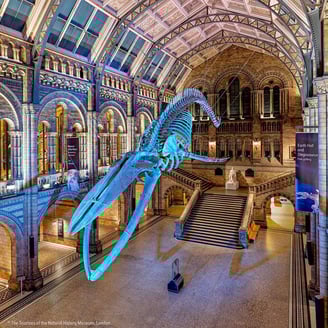 Natural history museum london