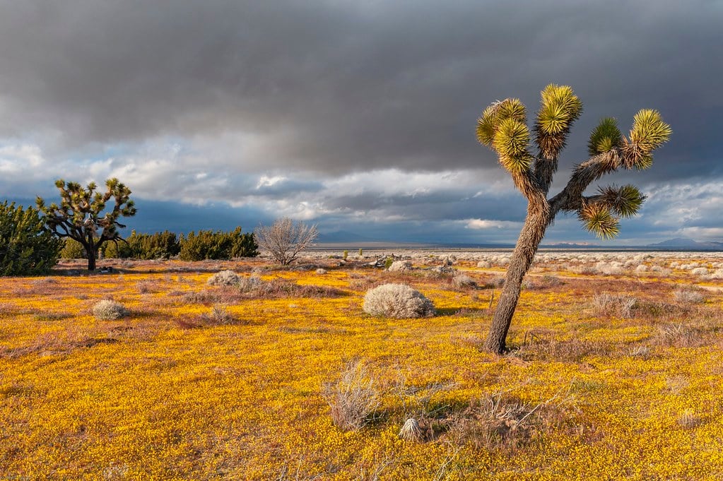 Lancaster, CA