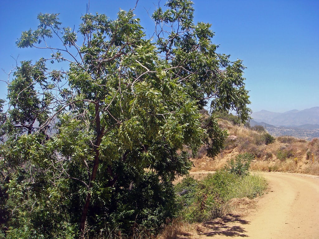 Walnut Park, CA