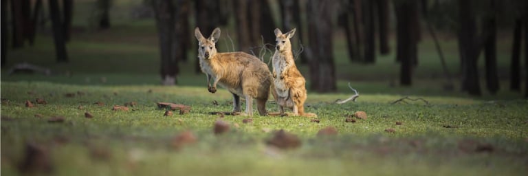 Kangaroos