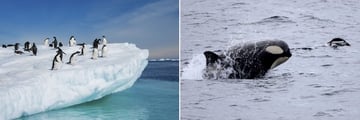 Adelie penguins jumping from iceberg and killer whale in Antarctic waters
