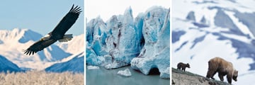Alaskan wildlife and scenery