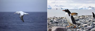 Albatros flying and Gentoo penguins