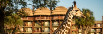 Disney's Animal Kingdom Lodge