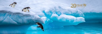 Penguins jumping into the water