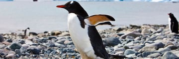 Gentoo penguin standing on the shores of Antarctica