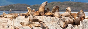 Magnificent sea lions near Ushuaia