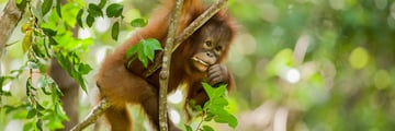 Baby Orangutan in Borneo in a tree