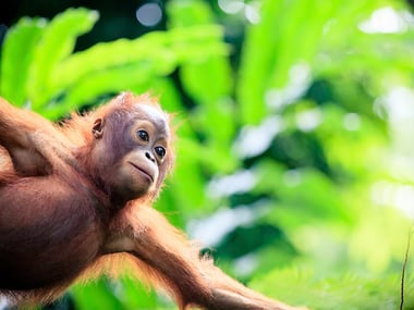 Baby orangutan in the forest