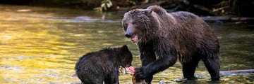 The Bear Whisperer: Bear Watching