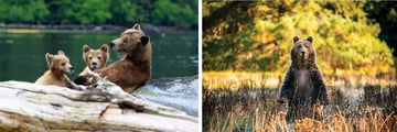 Farewell Harbour Lodge: Bear Watching