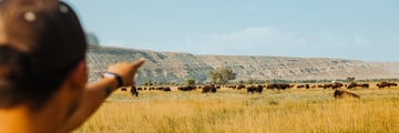Bison spotting at Grand Teton National Park, Wyoming
