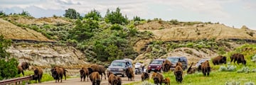 Bison in Theordore Roosevelt National Park