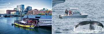 Whale-watch from Boston Harbour