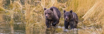 Bear Watching at The Chilko Experience Wilderness Resort